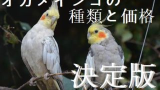 日本の国鳥がキジになった理由とトキに間違えられる背景考察 飼鳥情報サイト コンパニオンバード