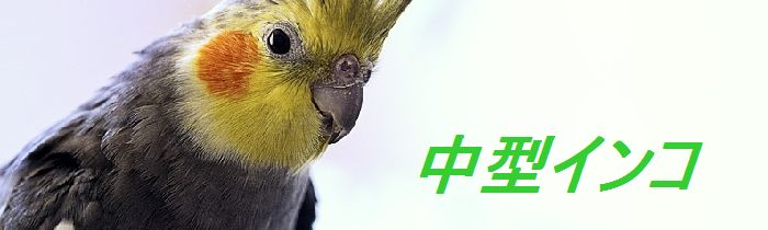 中型インコ