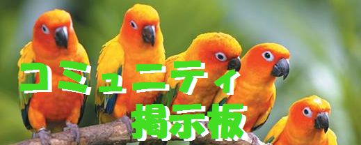 インコ　迷子　保護　お悩み　掲示板