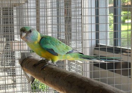 インコの止まり木の正しい太さと自作（作り方）のポイント