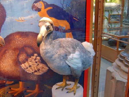 世界/日本の絶滅危惧種・絶滅した鳥（最大・巨大）絶滅理由。
