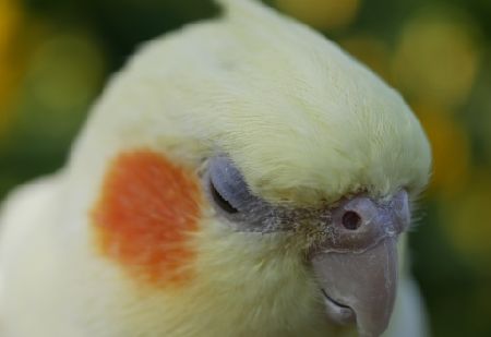 インコのうつ病の症状と対処法。あなたの愛鳥は大丈夫？