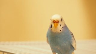 インコは知能が高い 頭が良いと驚く瞬間3つ 飼鳥情報サイト コンパニオンバード