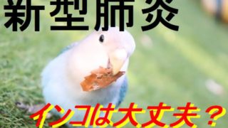 日本の国鳥がキジになった理由とトキに間違えられる背景考察 飼鳥情報サイト コンパニオンバード